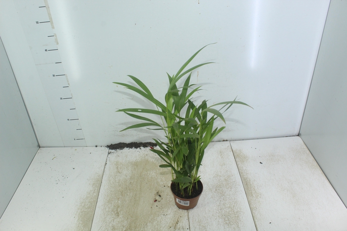 <h4>ARECA BAMBU P11</h4>