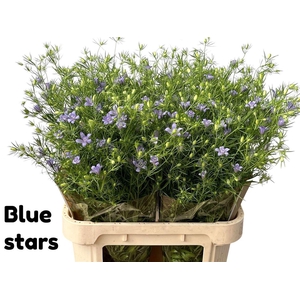 Nigella Bucharica Blue Stars