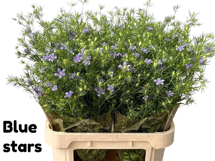 <h4>Nigella Bucharica Blue Stars</h4>