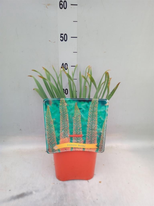 <h4>Eremurus   ...</h4>