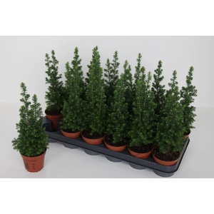 Chamaecyparis thyoides Top Point