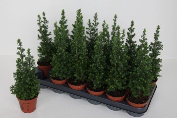 <h4>Chamaecyparis thyoides Top Point</h4>