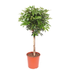 Schefflera arboricola 'Compacta'