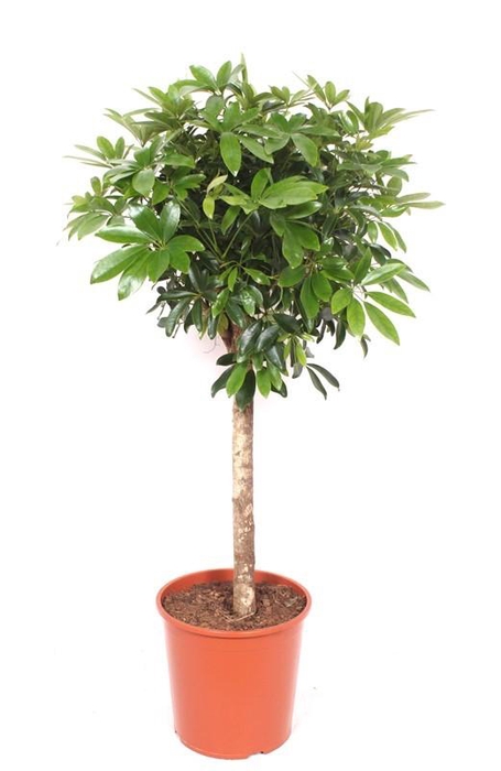 <h4>Schefflera arboricola 'Compacta'</h4>