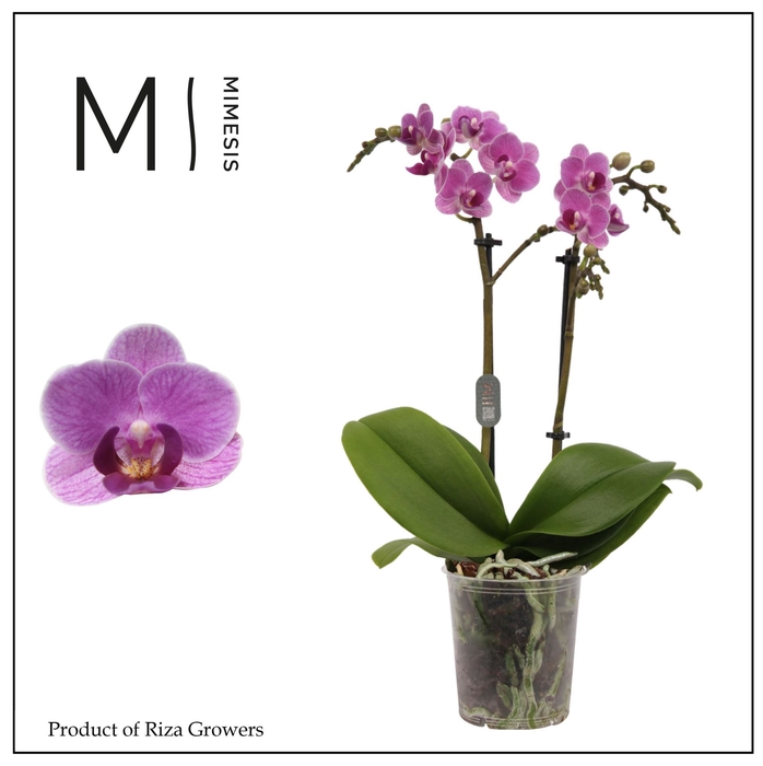 <h4>Phalaenopsis multi. 'Violet Queen'</h4>