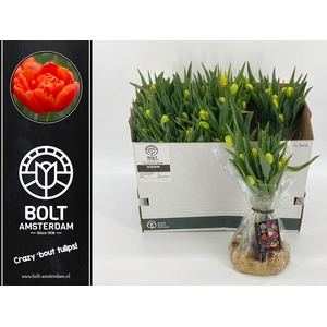 TULIPA EN ORANGE BAG x12