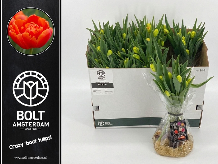 <h4>TULIPA EN ORANGE BAG x12</h4>