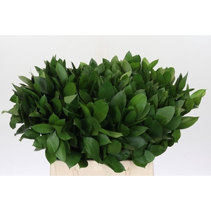 Ruscus Israel