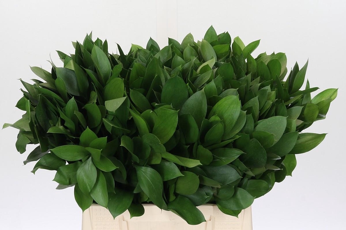 <h4>Ruscus Israel</h4>