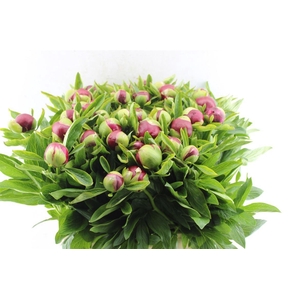 Paeonia Red Charm