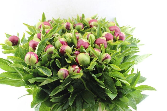 <h4>Paeonia Red Charm</h4>