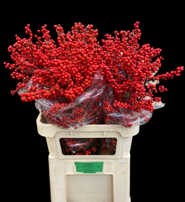 <h4>ILEX VE RODE BES</h4>