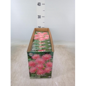 Dahlia   ...flowerbulbs