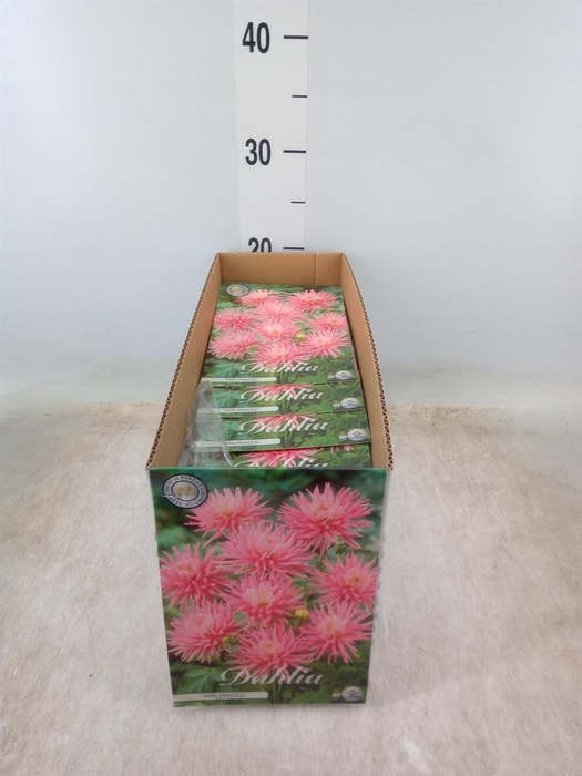 <h4>Dahlia   ...flowerbulbs</h4>