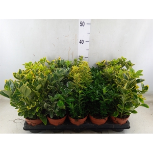 Euonymus japon.   ...mix