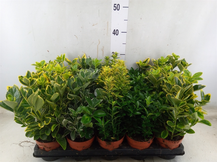 <h4>Euonymus japon.   ...mix</h4>