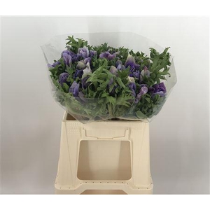 Anem Mistral+ Lavendel