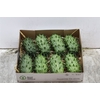 Sier Cucumis Kiwano Green Hol P Box