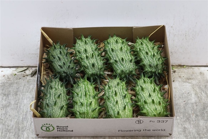 Sier Cucumis Kiwano Green Hol P Box