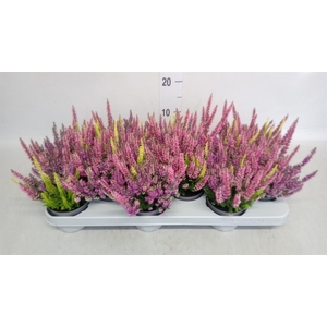 Calluna vulg. 'Beauty L Milk'  ..mx