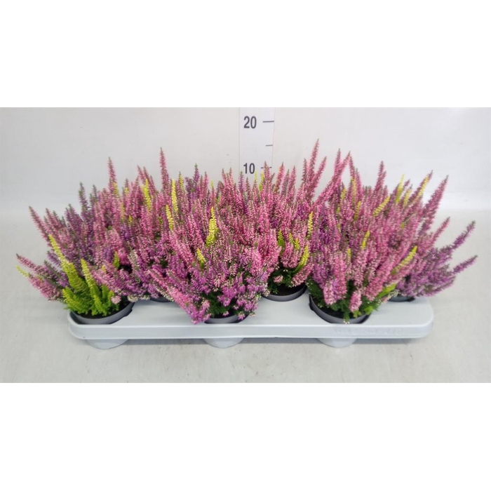 <h4>Calluna vulg. 'Beauty L Milk'  ..mx</h4>