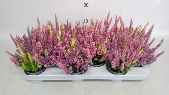 <h4>Calluna vulg. 'Beauty L Milk'  ..mx</h4>