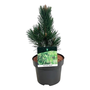 Pinus held. 'Malinki'