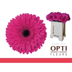 Gerbera Madeira Water