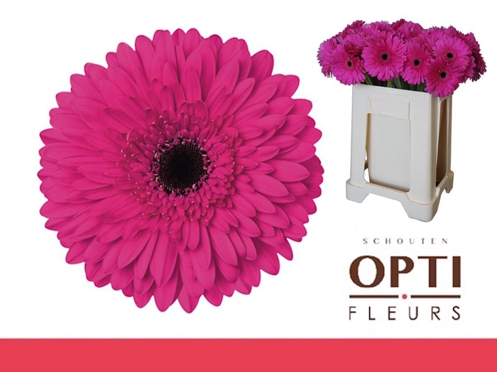 <h4>Gerbera Madeira Water</h4>