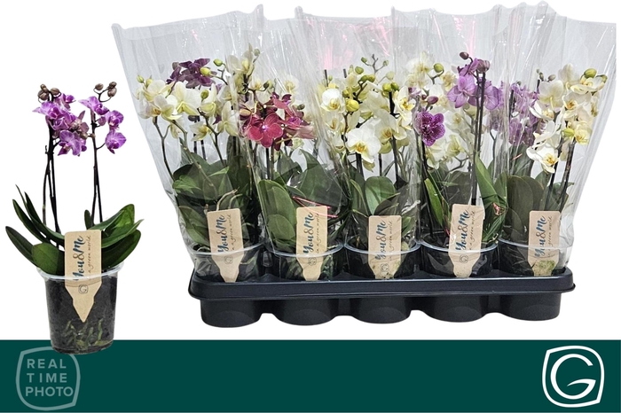 <h4>PHAL MF GEM 4 KL</h4>