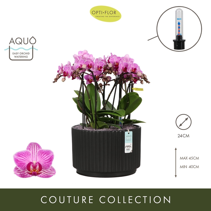 <h4>Arran. Boquetto Delight Molise Dark Brown Aquo</h4>