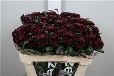 <h4>Chr G Poker</h4>