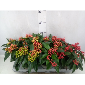 Skimmia jap. ssp  reevesiana