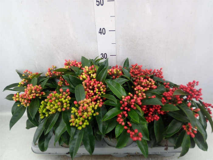 Skimmia jap. ssp  reevesiana