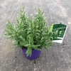 Lavandula angustifolia Aromance White