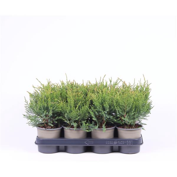 <h4>Juniperus x pfitzeriana 'Mint Julep'</h4>