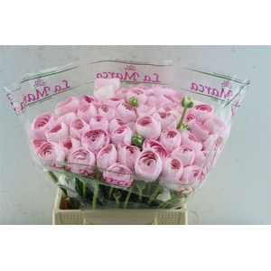 Ran Kloon Extra Rosa 121