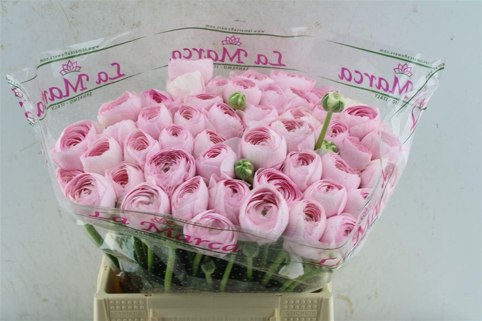 Ran Kloon Extra Rosa 121