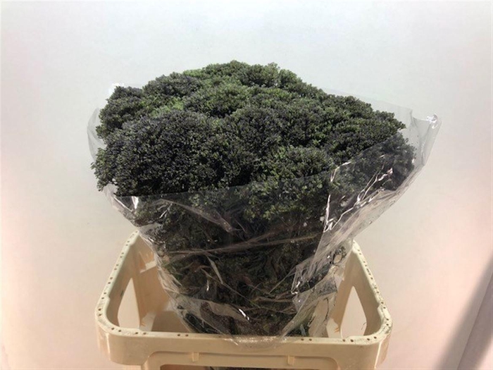 <h4>TRACH LAKE SUPERIOR</h4>