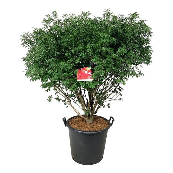 <h4>Euonymus alatus 'Compactus'</h4>