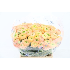 Ran Cloni Ex Touareg Pastel