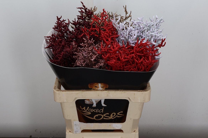 <h4>Limon Wx Mix X Mass</h4>