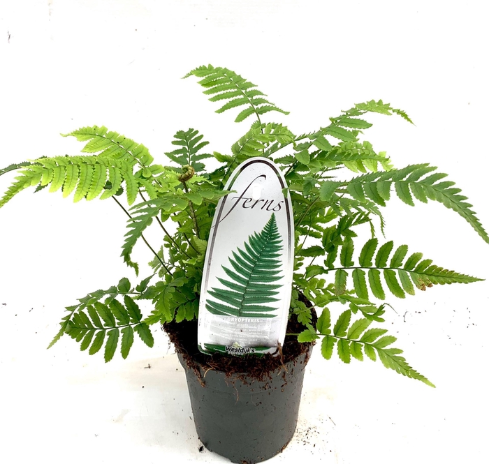 <h4>Varens gemengd</h4>