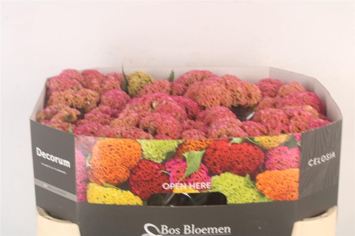 <h4>Cel Reprise Pink</h4>