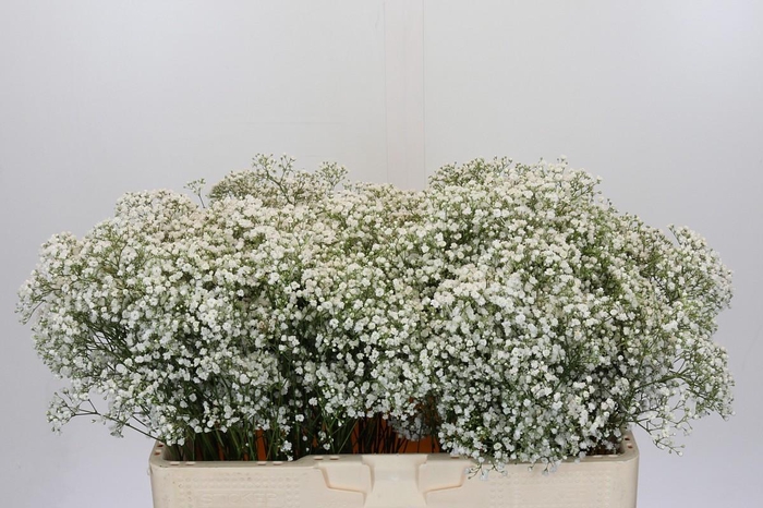 <h4>Gyps Zinzi Tyree</h4>