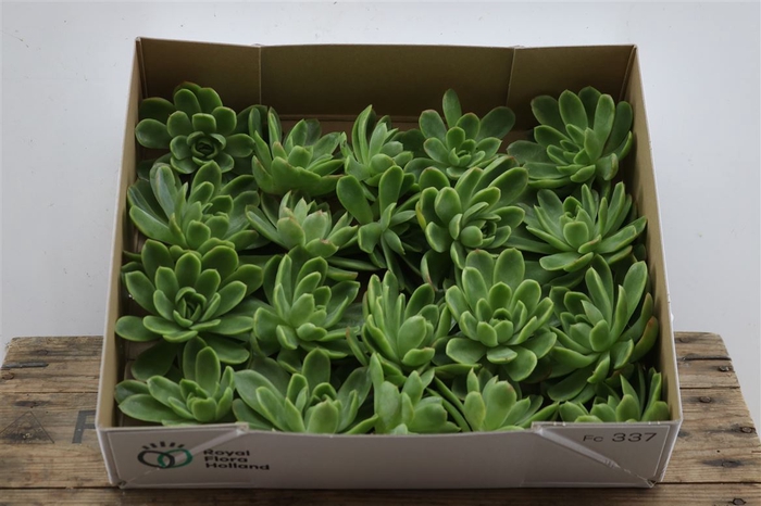 <h4>Echeveria Gilva Klein X20</h4>