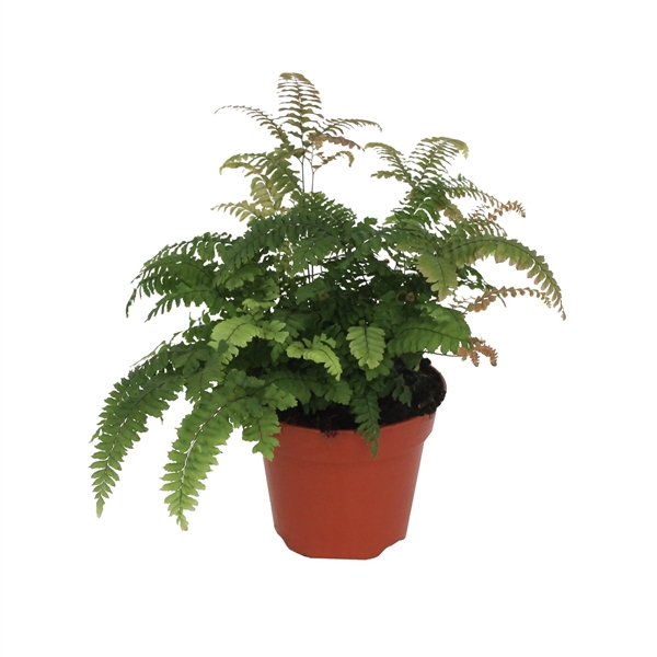 <h4>Adiantum 'Bronze Venus'</h4>