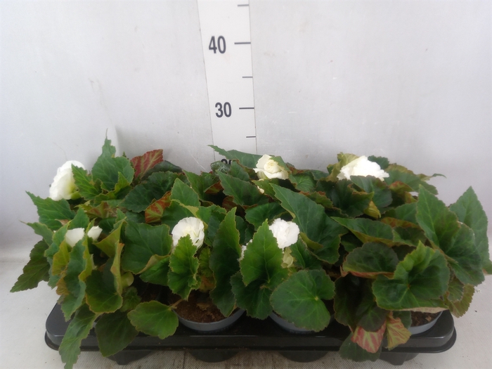 <h4>Begonia tuber. 'Fortune White'</h4>