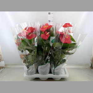 Anthurium andr. 'Dakota'