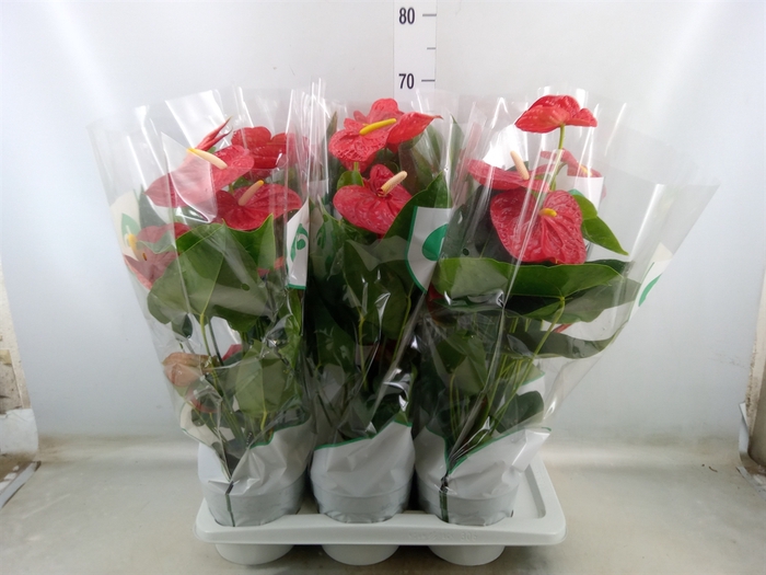 <h4>Anthurium andr. 'Dakota'</h4>